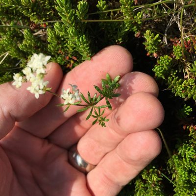 Galium normanii, photographed by Bill Michalek