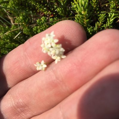 Galium normanii, photographed by Bill Michalek