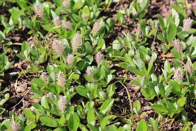 Salix petrophila, photographed by Northcut
