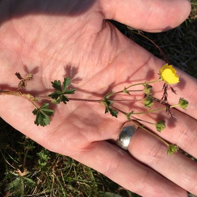 Potentilla crantzii, photographed by Bill Michalek