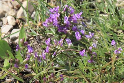Astragalus bourgovii, photographed by Northcut