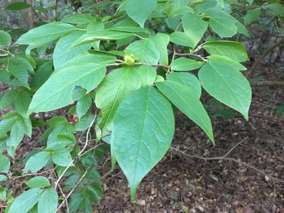 Stewartia ovata, photographed by anguspritchard