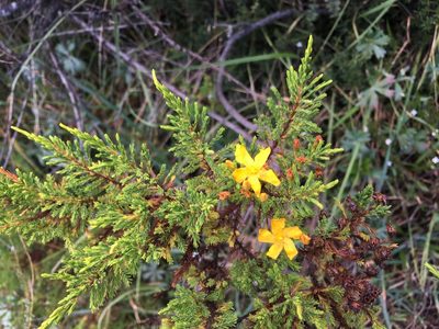 Hypericum laricifolium, photographed by Brendan Black