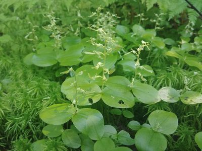 Neottia convallarioides, photographed by Laura J. Costello