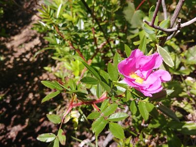 Rosa nitida, photographed by Laura J. Costello