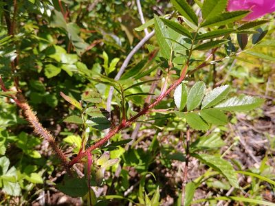 Rosa nitida, photographed by Laura J. Costello