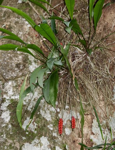 Anthurium gracile, photographed by Aitor