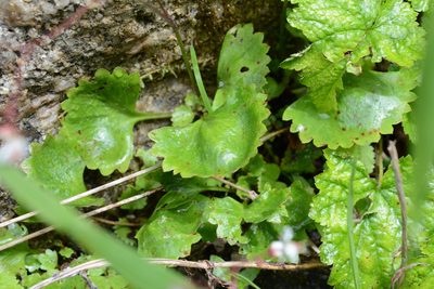 Micranthes lyallii, photographed by Alison Northup