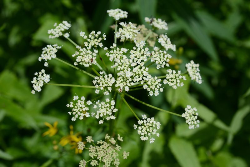 Ligusticum canbyi, photographed by Alison Northup