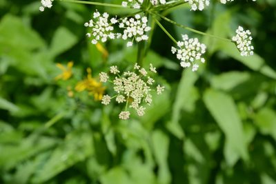 Ligusticum canbyi, photographed by Alison Northup