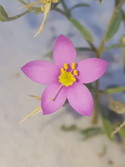 Zeltnera maryanniana, photographed by Alex Abair