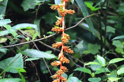 Guzmania multiflora, photographed by Steven Bodzin