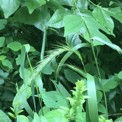 Elymus riparius, photographed by Summit Metro Parks