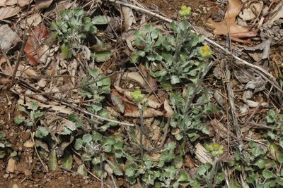 Packera antennariifolia, photographed by jrcagle