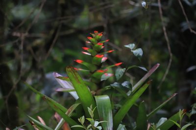 Guzmania gloriosa, photographed by Steven Bodzin