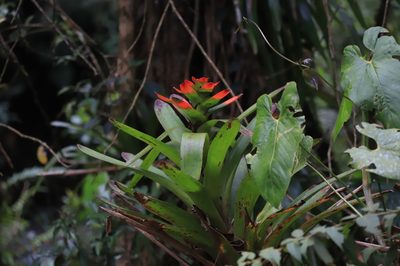 Guzmania gloriosa, photographed by Steven Bodzin