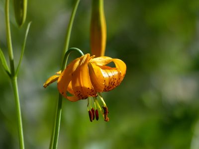 Lilium kelleyanum, photographed by rjs