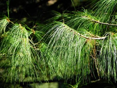 Pinus roxburghii, photographed by Geetha Ramaswami
