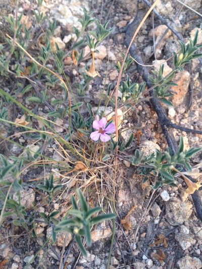 Dyschoriste decumbens, photographed by Oscar C. González Martínez