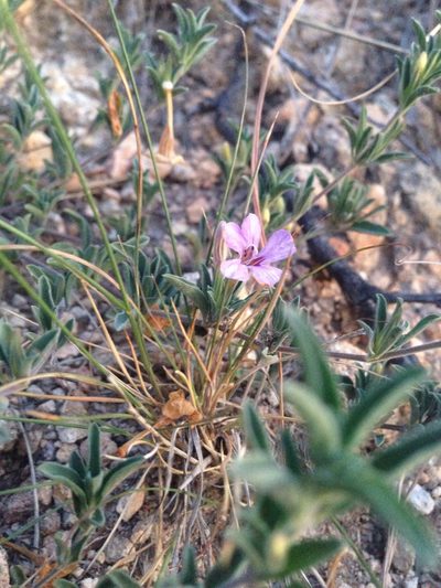 Dyschoriste decumbens, photographed by Oscar C. González Martínez