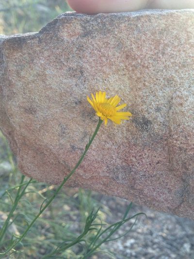 Gutierrezia conoidea, photographed by Oscar C. González Martínez