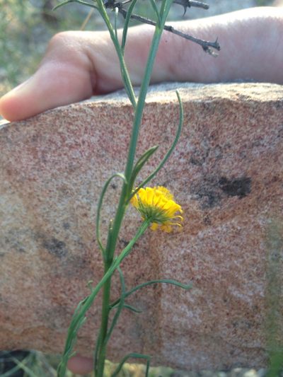 Gutierrezia conoidea, photographed by Oscar C. González Martínez