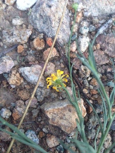 Gutierrezia conoidea, photographed by Oscar C. González Martínez