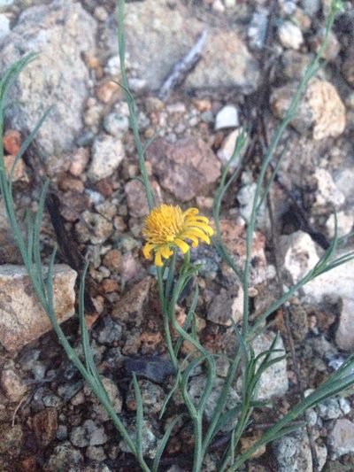 Gutierrezia conoidea, photographed by Oscar C. González Martínez