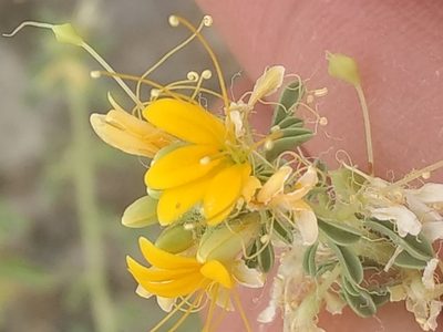 Cleomella obtusifolia, photographed by Michele Jones