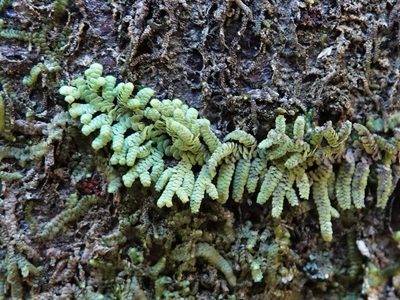 Lepidolaena clavigera, photographed by Jacqui Geux
