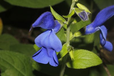 Salvia patens, photographed by Juan Cruzado Cortés