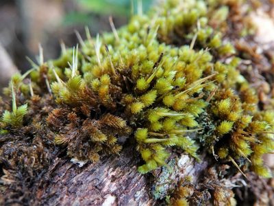 Dicnemon calycinum, photographed by Jacqui Geux