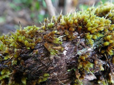 Dicnemon calycinum, photographed by Jacqui Geux