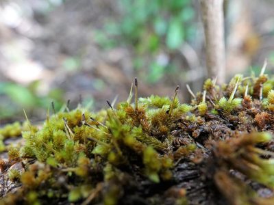 Dicnemon calycinum, photographed by Jacqui Geux