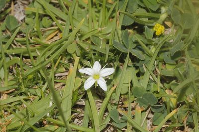 Arenaria lycopodioides, photographed by Juan Cruzado Cortés