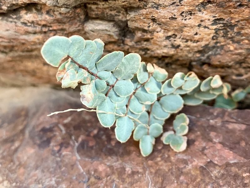 Pellaea intermedia, photographed by CK2AZ