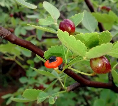 Bursera linanoe, photographed by Geetha Ramaswami