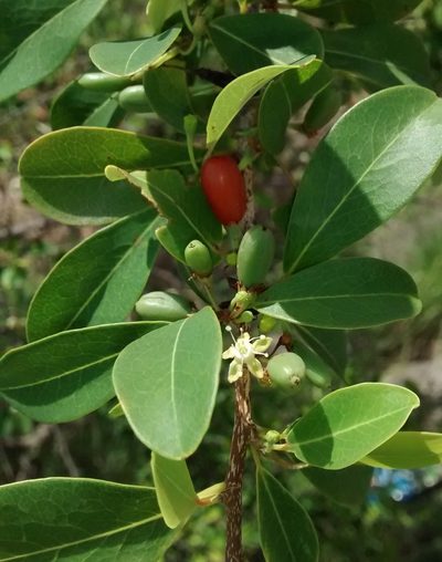 Erythroxylum monogynum, photographed by Geetha Ramaswami