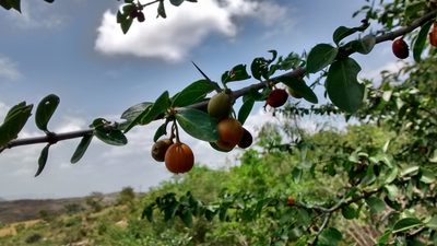 Canthium coromandelicum, photographed by Geetha Ramaswami