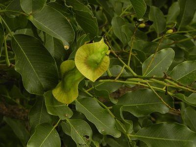 Pterocarpus marsupium, photographed by Geetha Ramaswami