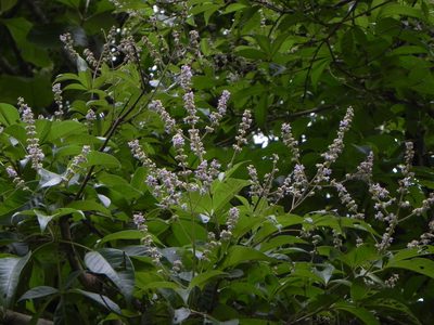 Vitex altissima, photographed by Geetha Ramaswami