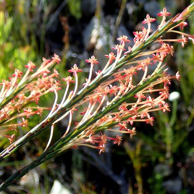 Struthiola macowanii, photographed by Di Turner