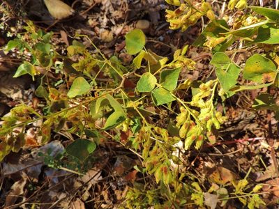 Rhynchosia resinosa, photographed by i_c_riddell