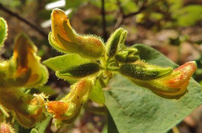 Rhynchosia resinosa, photographed by i_c_riddell
