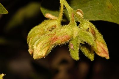 Rhynchosia resinosa, photographed by i_c_riddell