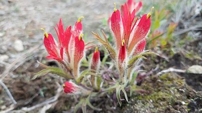 Castilleja moranensis, photographed by Alan Rockefeller