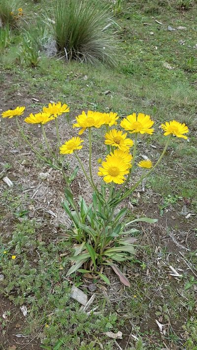 Hymenoxys integrifolia, photographed by Alan Rockefeller