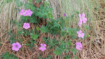 Geranium potentillifolium, photographed by Alan Rockefeller