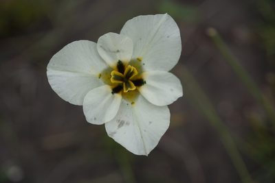 Moraea cantharophila, photographed by Rebecca Dames