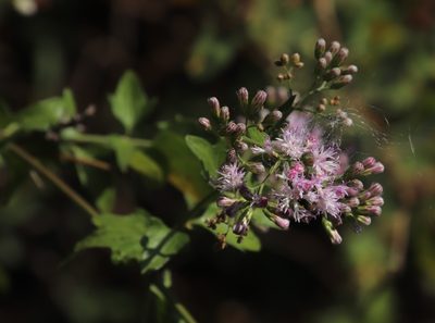 Distephanus angulifolius, photographed by Tony Rebelo